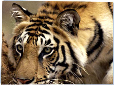 Wild tiger close-up