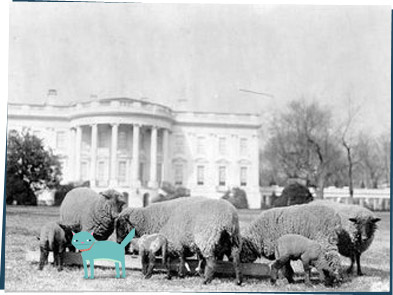 Sheep on the white house lawn in 1918