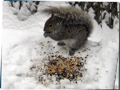 Squirrel eating seeds in the snow