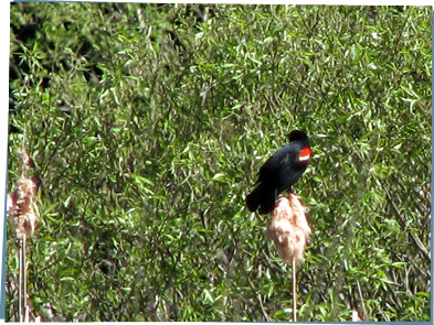 Red-winged Blackbird