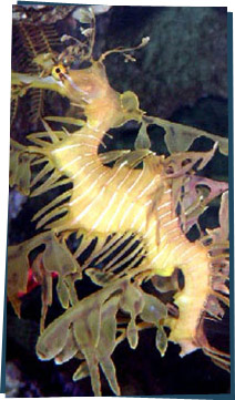 A leafy yellow marine creature