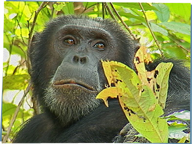 Chimpanzee in a tree