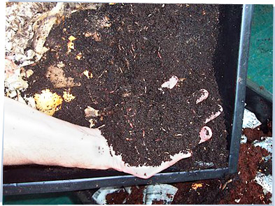 A handful of garden worms