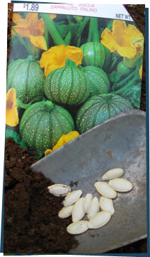 Squash seeds on a trowel in front of a seed packet