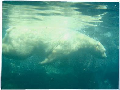 Polar bear swimming underwater