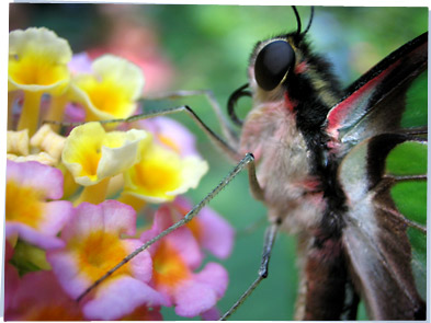 Close-up of a butterfly