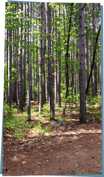 Trees in a forest