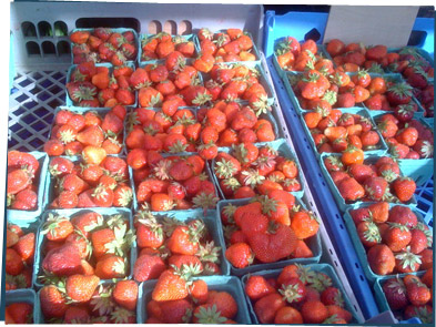 Cartons of strawberries at a farmers market