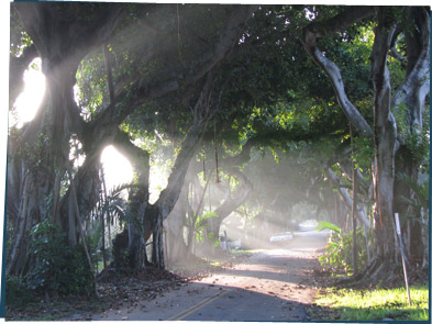 Trees in the mist