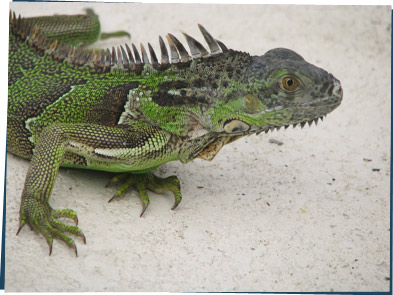 Big green iguana