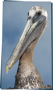 Pelican close-up