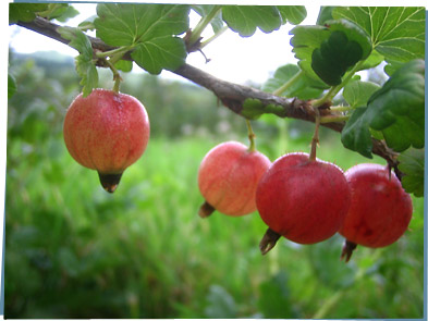 Gooseberries hanging from tree branches