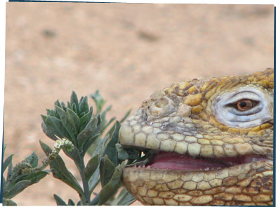 Iguana eating