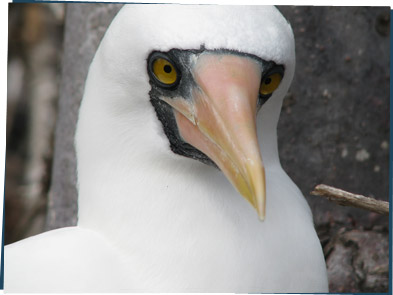 White boobie with a dark face and orange beak