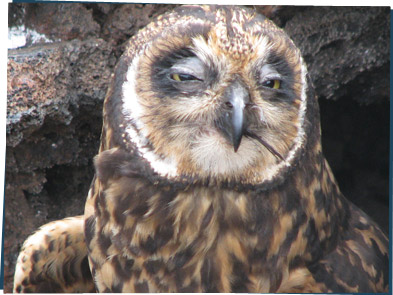 Short-eared Owl with brown and white feathers