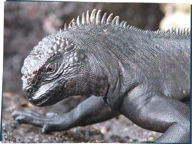 Marine iguana