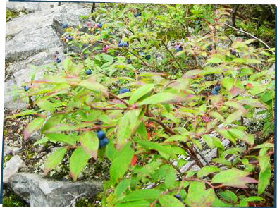 Wild blueberry bushes