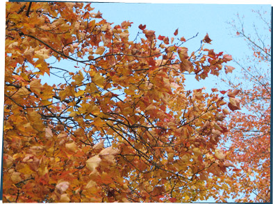 A tree with orange leaves