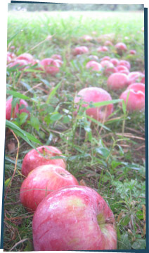 Apples on the ground in an orchard