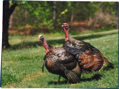 Two turkeys walking on grass