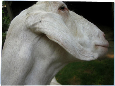 White goat with large ears