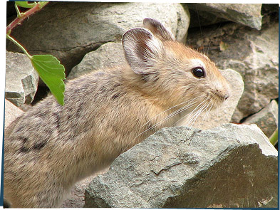 A pika, a small gray furry animal