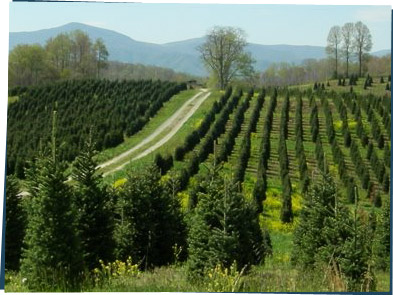 View of a Christmas tree farm