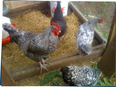 Four chickens in a chicken coop
