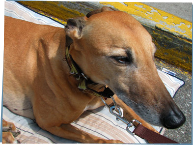 Photo of a cute greyhound dog