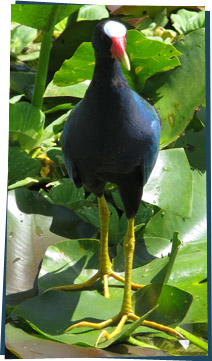 Purple Gallinule bird