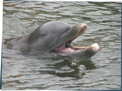 Swimming dolphin