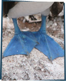 Boobie's blue webbed feet