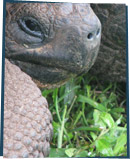 Tortoise on the grass