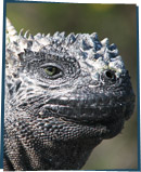 Iguana face