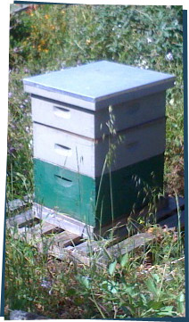 A wooden box in the middle of a garden