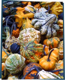 A pile of gourds of different colors and shapes