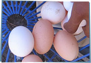 White and brown eggs in a basket