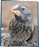 Finch with gray and white feathers