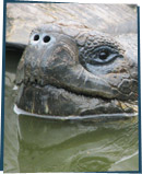 Tortoise in water