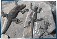 Three iguanas on a rock