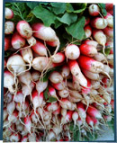 Bunches of radishes piled high