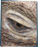 Iguana eye