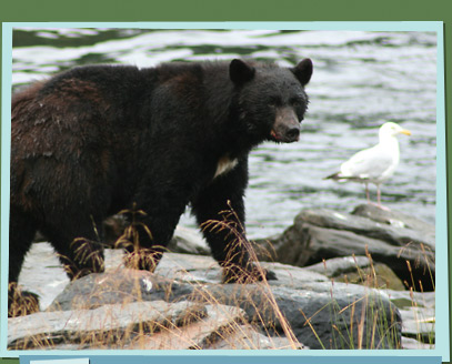 A bear near a river