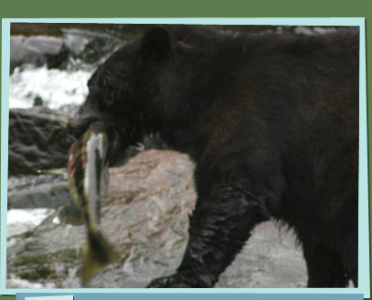 A bear with a fish in its mouth