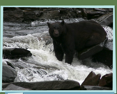 A bear sitting in the river