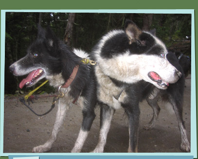 Two sled dogs