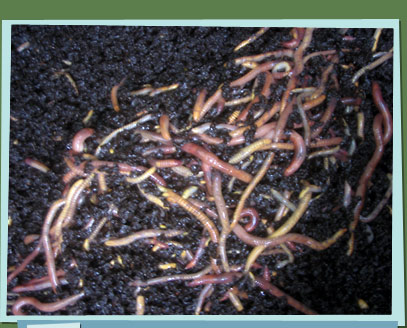 Worms in a worm composter