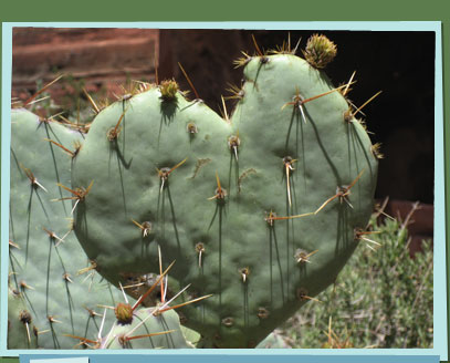 Heart-shaped cactus