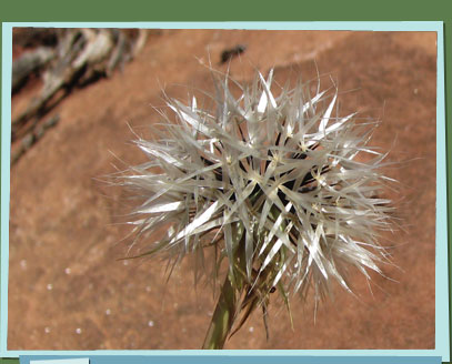 White flower