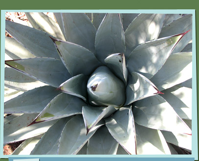 Agave